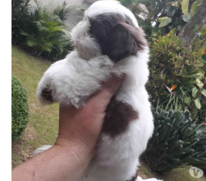 Shih Tzu filhotes miniatura (parcelo nos cartões)