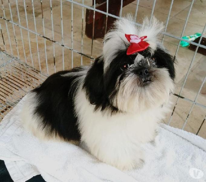 Shih tzu femea