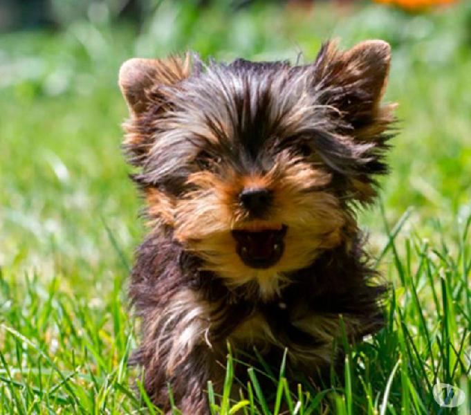 Yorkshire Terrier Anões