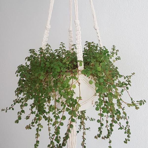 hanger para plantas de macramê