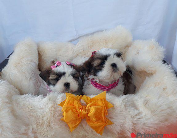 Filhotes de Shih Tzu