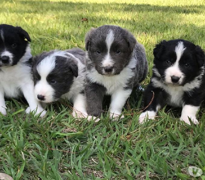 SUA PESQUISA POR BORDER COLLIE TERMINA AQUI.