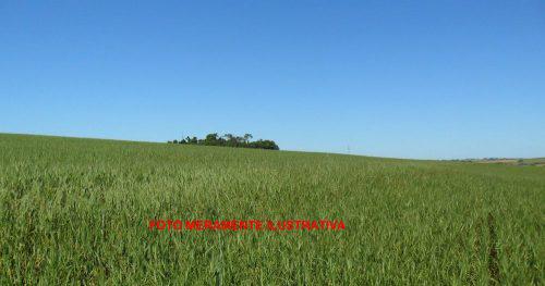 Area para agricultura e pecuária 110h em santa rosa rs