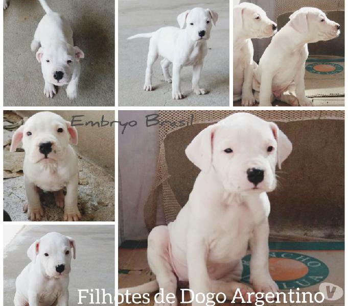 Filhotes de Dogo Argentino