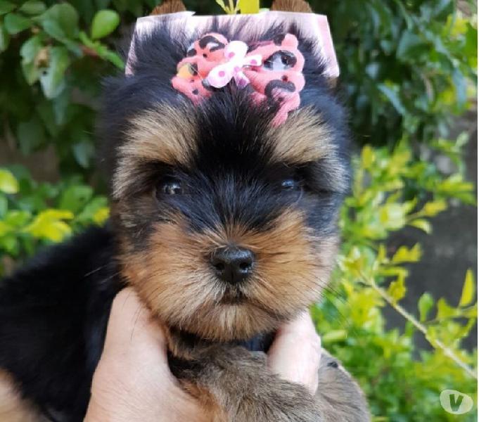 Yorkshire Terrier lindos filhotes