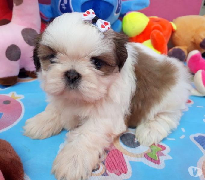 Shih Tzu femea branca e dourada a pronta entrega