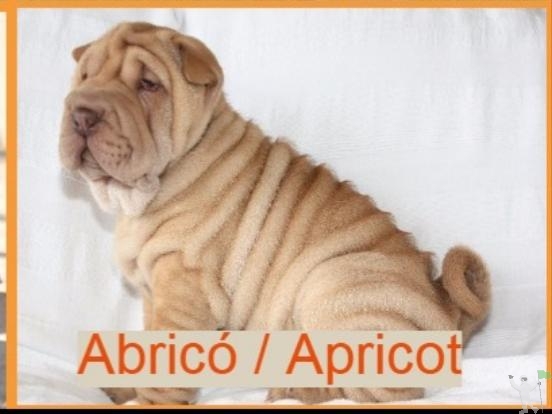 Vendo filhotes de sharpei