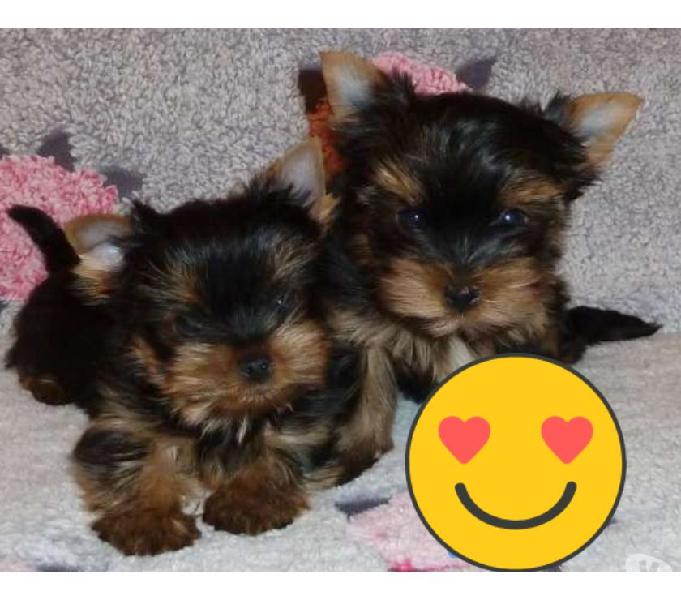 Yorkshire Terrier Anões