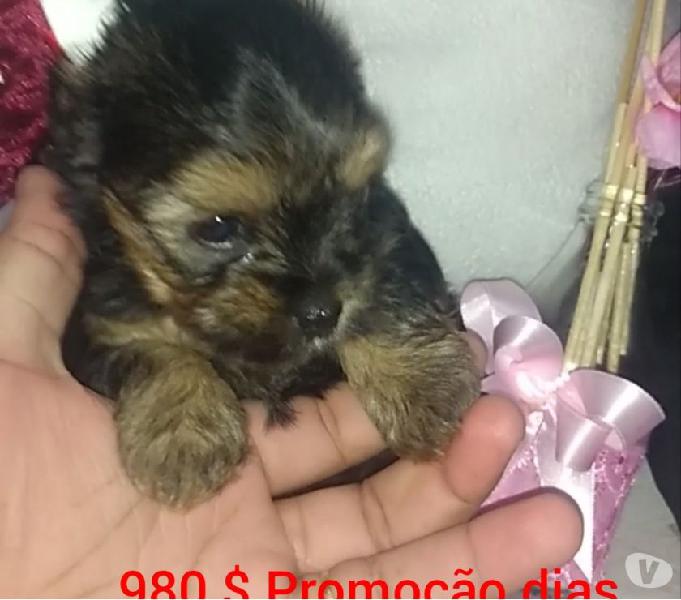 Yorkshire terrier Fêmea
