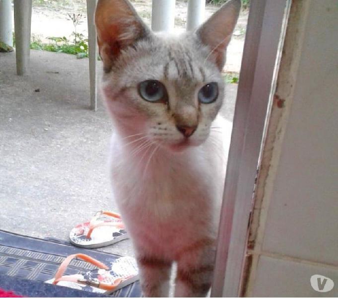 ADOÇÃO RESPONSÁVEL] Gatinha sialata grávida