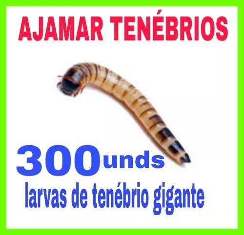 Ajamar Tenébrios - Larvas De Tenébrio Gigante 300unidades