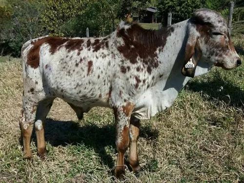 Bezerro Gir Leiteiro 12 Meses