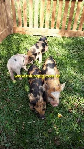 Filhote Mini Pig, Mini Porco, Micropig, (Macho)