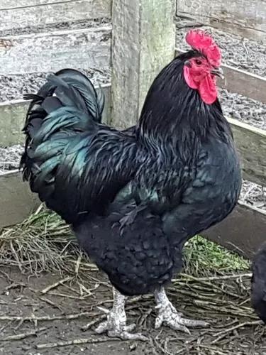 Gigante Negro De Jersey Verdadeiro - Ovos Galados