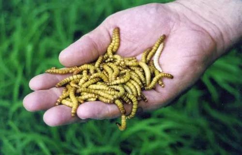 Tenébrio Molitor 5.000 Larvas Vivas - Fazenda De Insetos