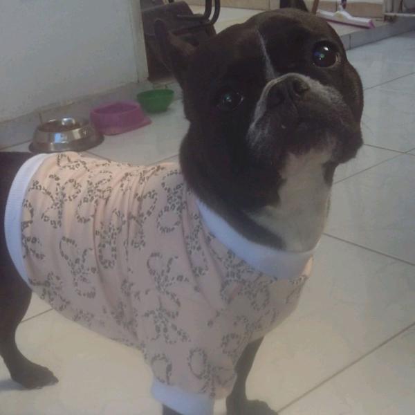 Blusa pet moleton fofuxa