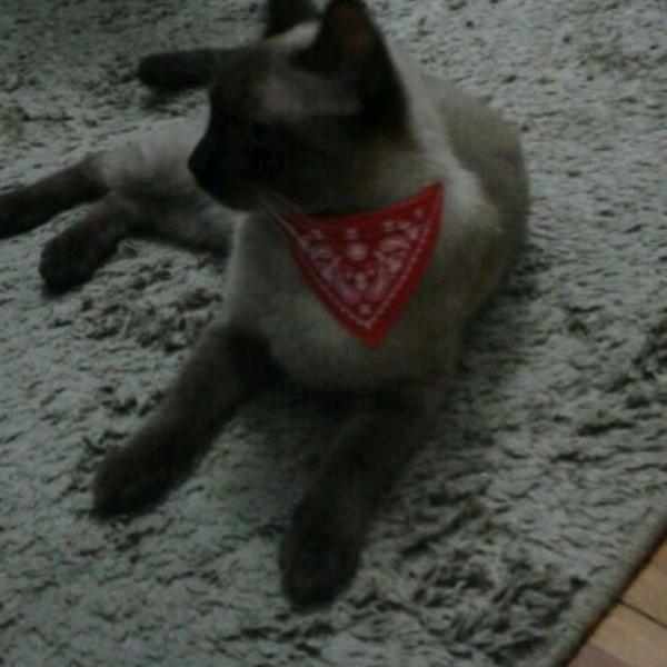 Coleira Bandana
