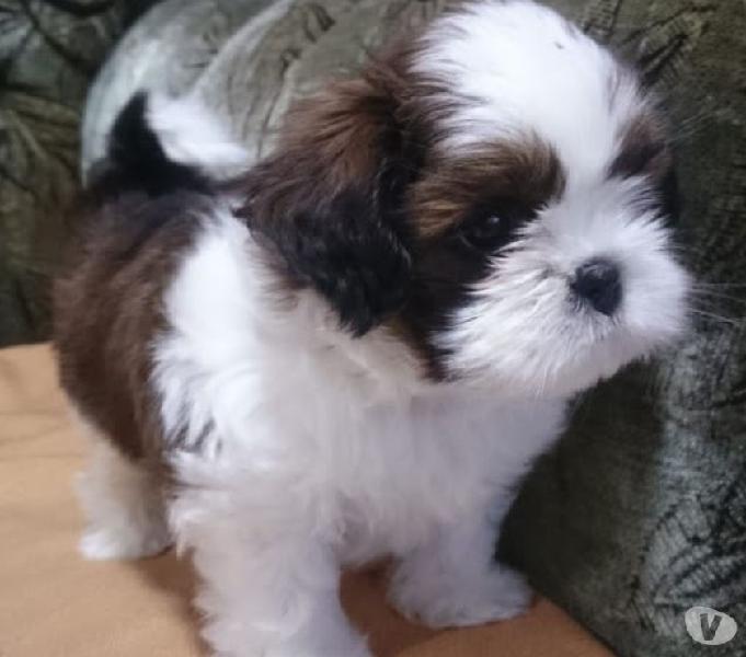 Filhote shih-tsu