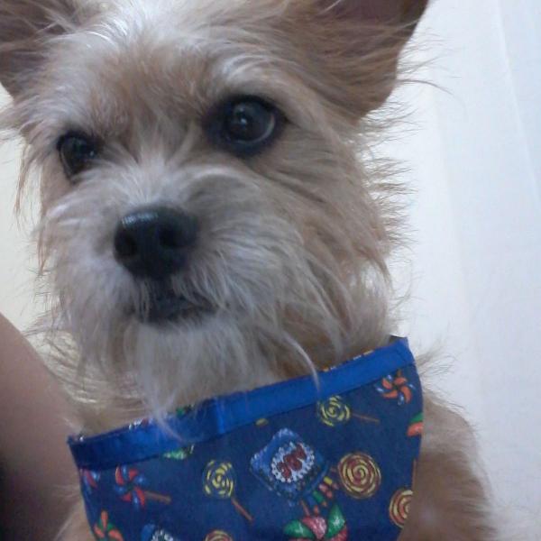 Para um verdadeiro "Dogstar"