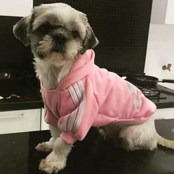 blusa de moletom com capuz adidog qualquer tamanho