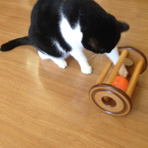 brinquedo para gatos - carretel interativo