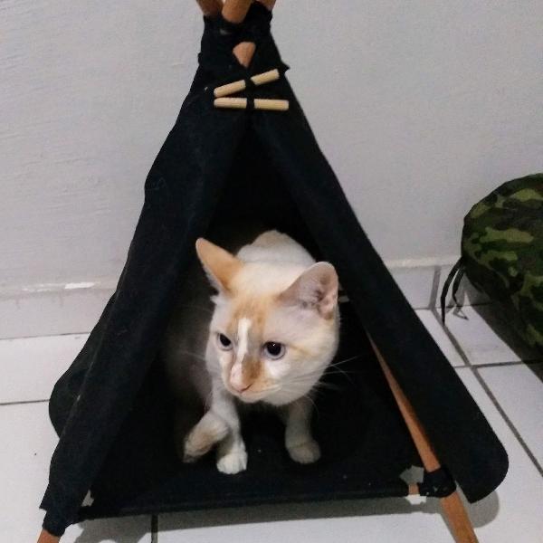 cama tenda gateira mania