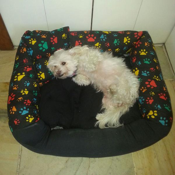 caminha para pet cachorro gato cães e gatos