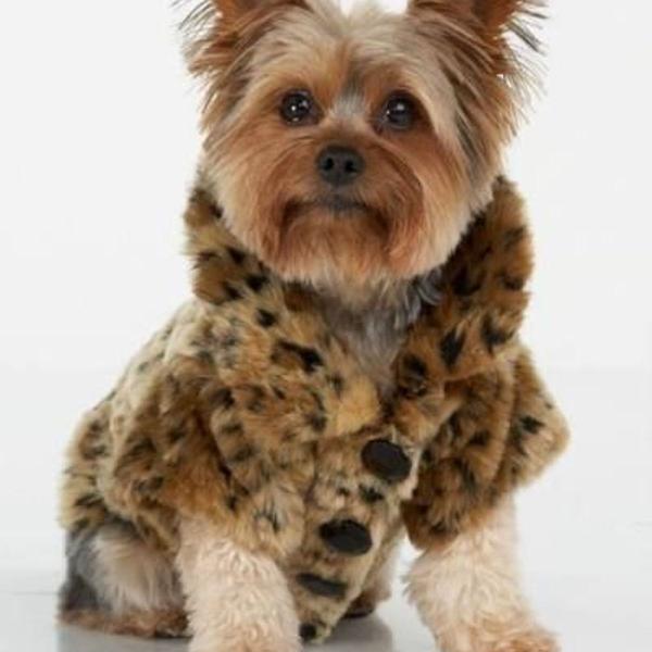 casaco para pets