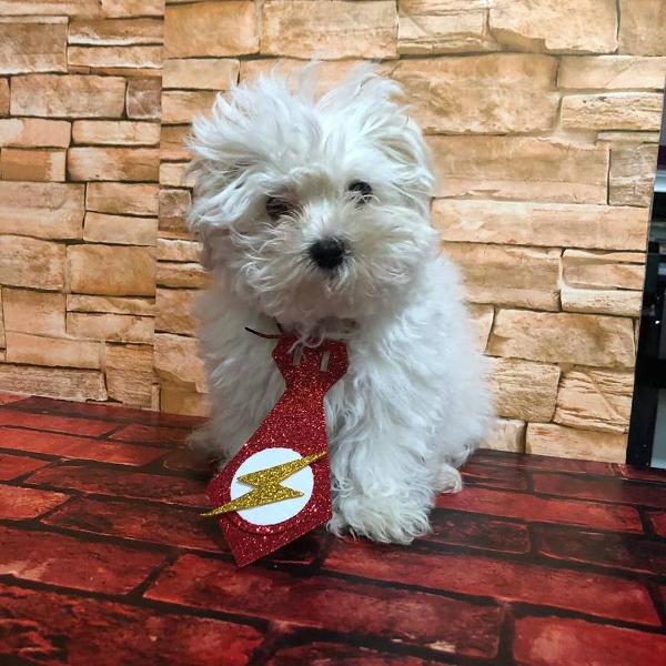 gravatas pet em eva - super heróis