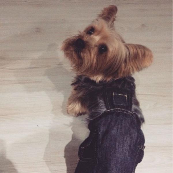 macacao jeans para cachorro