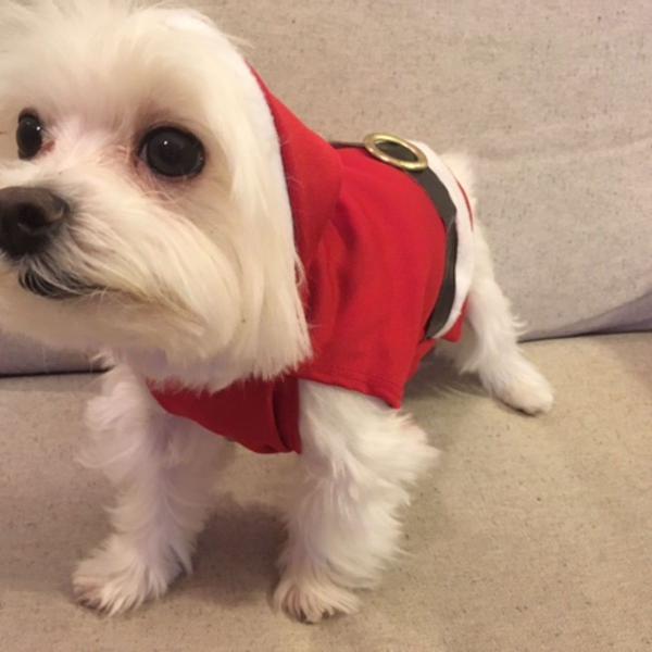 roupa de natal para pets