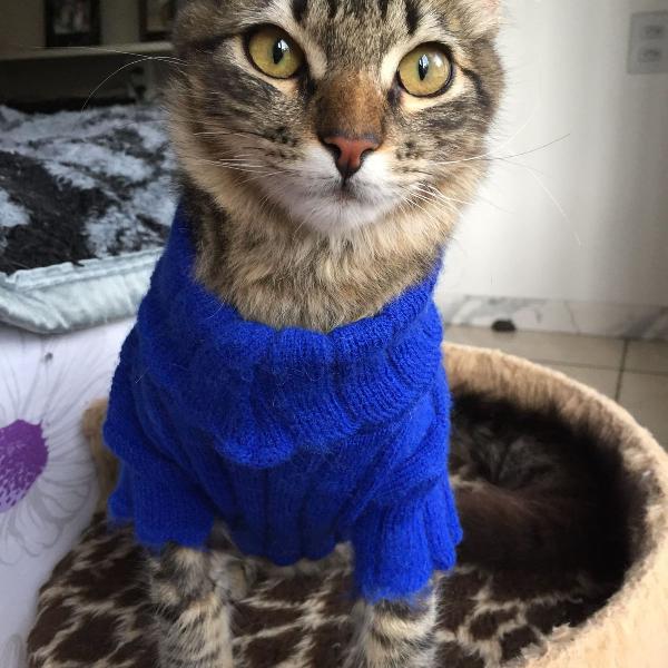 roupa pet de lã azul bic