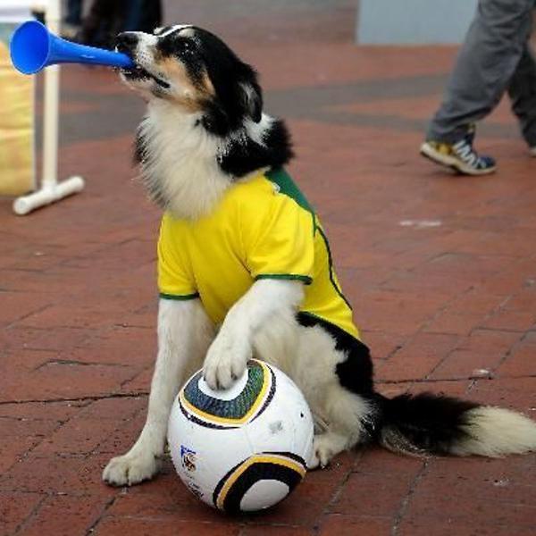 roupinha para pet