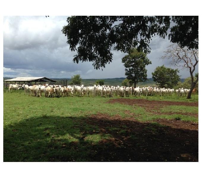 254 Alq. 50% De Entrada + 3 Anuais Plana Argilosa Da Pivô