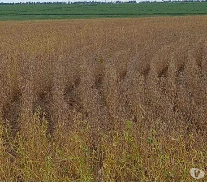 EXCELENTE FAZENDA COM 1.010 ALQUEIRES REGIÃO DE IVINHEMA MS