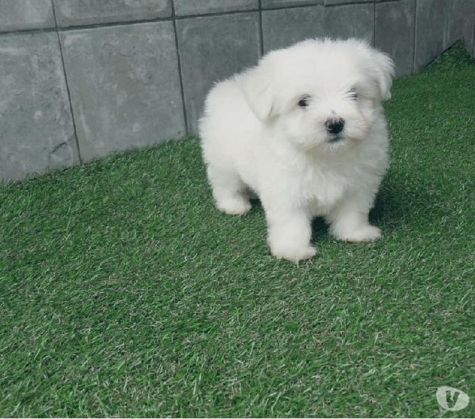 Lindos Maltês Micro!