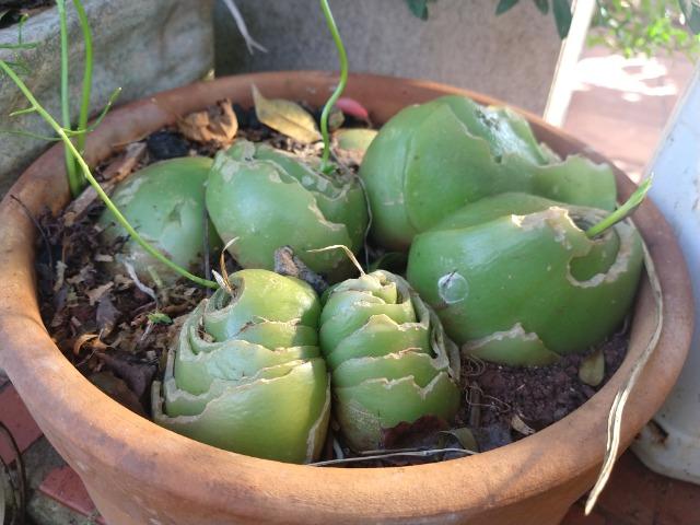 Trepadeira Cebola de Jardim Bowiea Volubilis