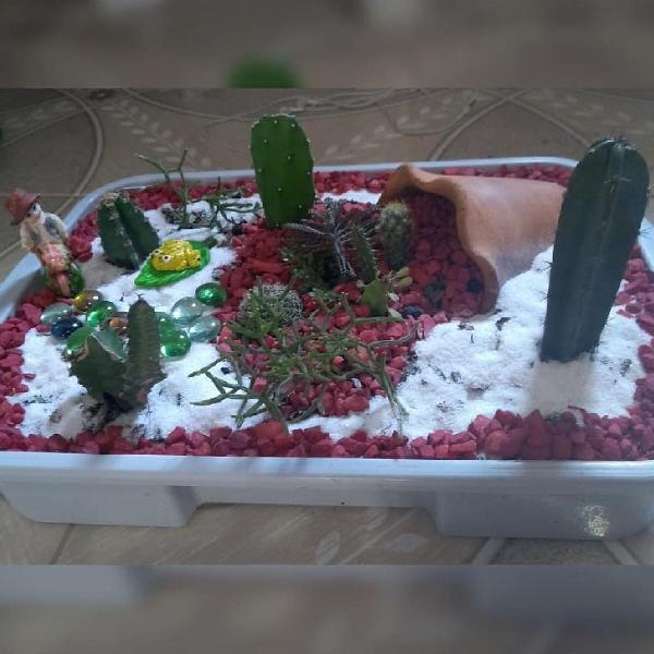 cactário com 10 tipos de cactos
