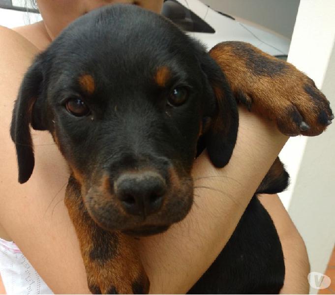 Vendo filhote fêmea de Rottweiler