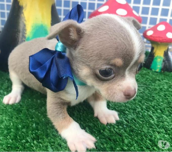 Chihuahuas