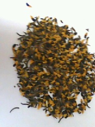 Sementes de acacia mangium