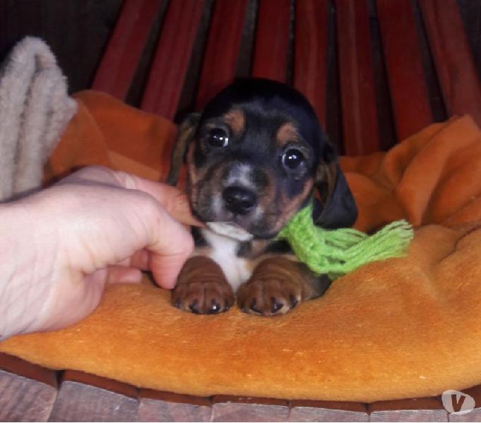 Lindo filhote Dachshund X Chihuahua.