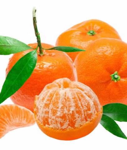 Muda De tangerina Ponkan Produzindo A Melhor Mexerica *