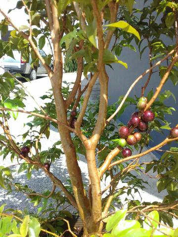 Mudas de jabuticaba produzindo