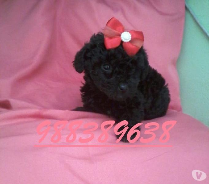 POODLE MICRO TOY FILHOTES DE QUALIDADE