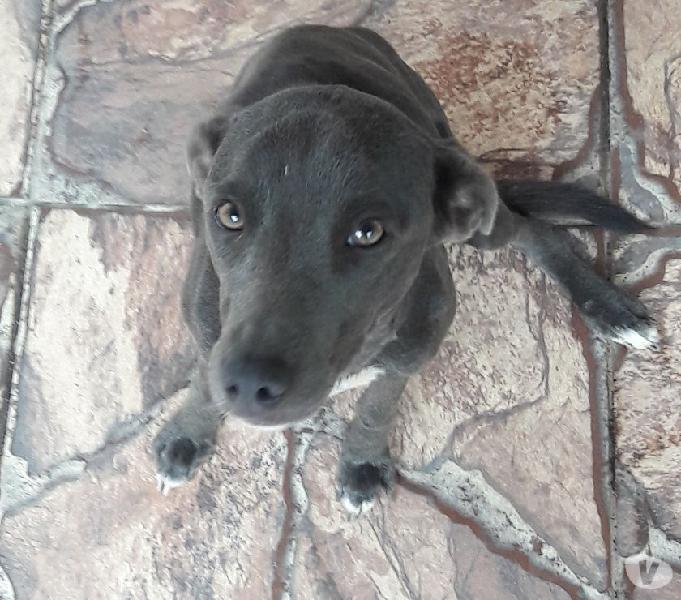 Ajude a cachorrinha vira-lata a parar de apanhar