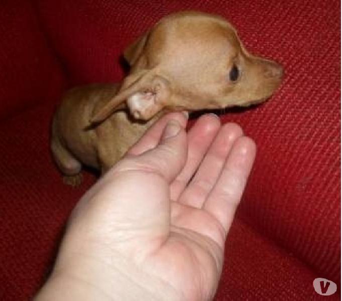 Filhotes PINSCHER MINIATURA