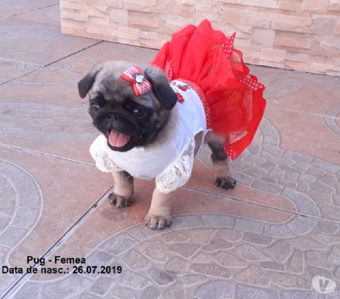 Pug Femea pelagem abricot, 51-9.9418.9321