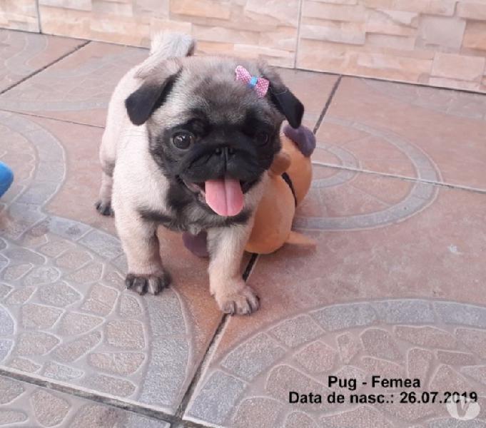 Pug Femea pelagem abricot - fonewhats (51) 9.9418.9321