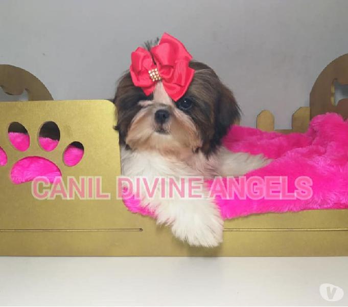 Filhote de Shih tzu Femea